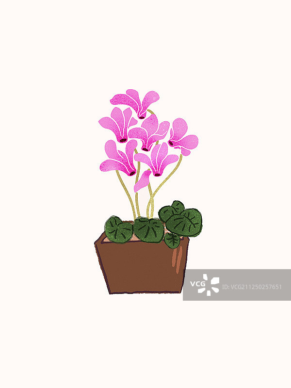 春节花卉摆设仙客来盆景盆栽插图图片素材