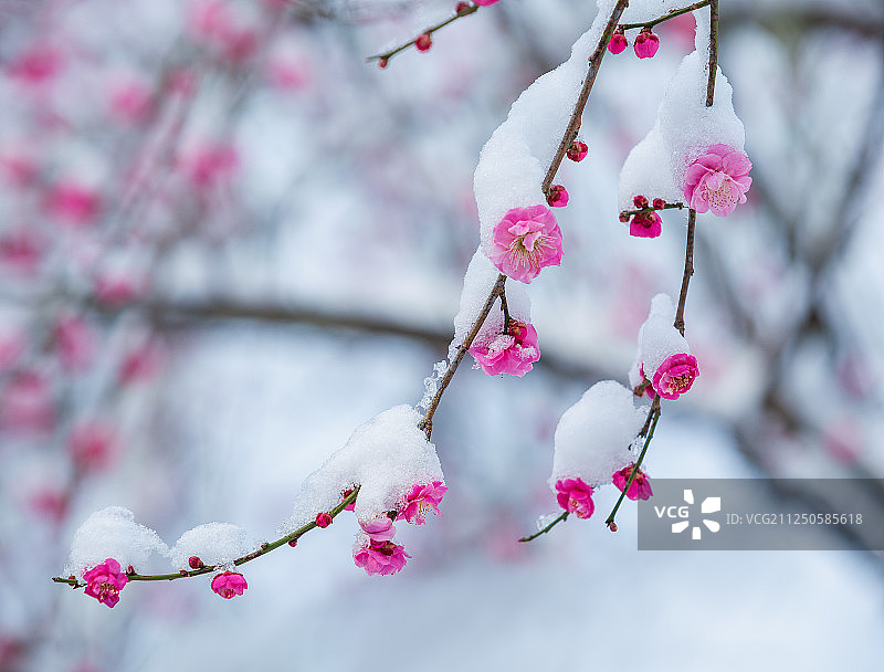 傲雪红梅图片素材