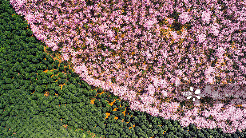 樱花园里的绿色茶园图片素材