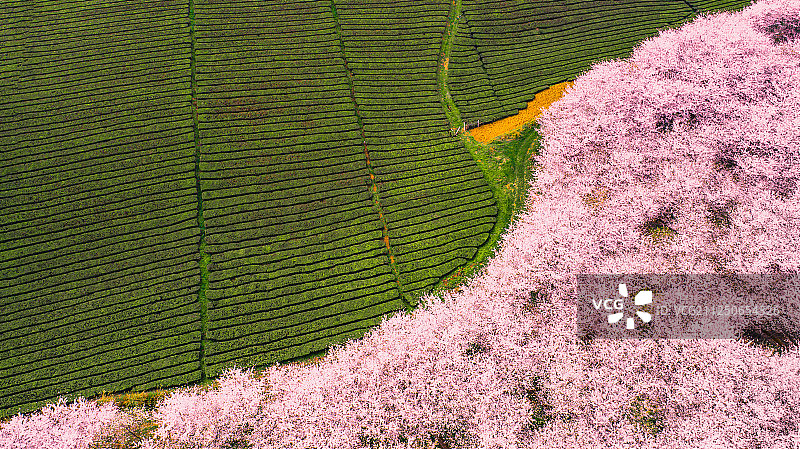 樱花园里的绿色茶园图片素材