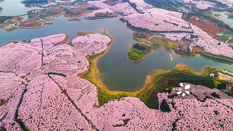 湖面上的樱花园和岛屿图片素材