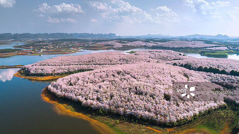 湖面上的樱花园和岛屿图片素材