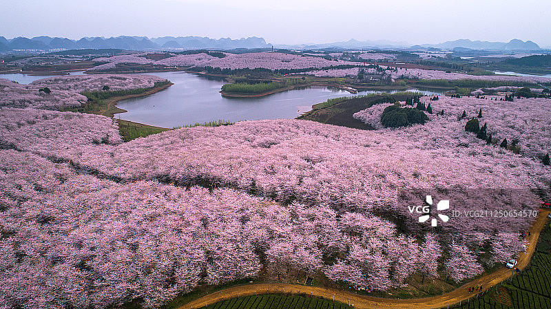 湖面上的樱花园和岛屿图片素材
