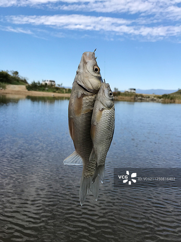 在湖边钓上来的两只鲫鱼图片素材