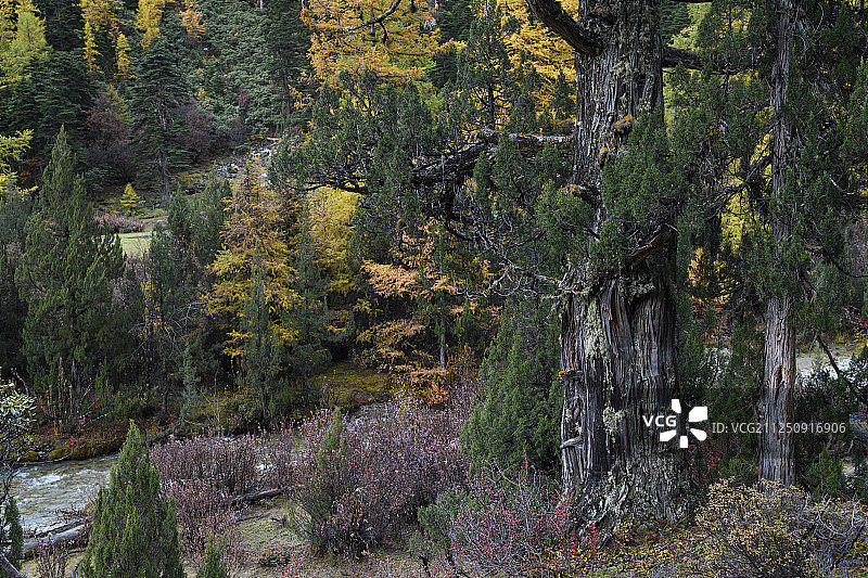 中国云南三江并流白马雪山自然保护区联合国教科文组织世界遗产图片素材