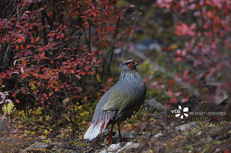 中国云南白马雪山自然保护区雄性血雉图片素材