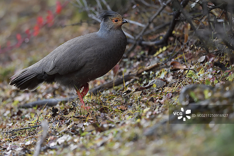 中国云南白马雪山自然保护区血雉（雌性）图片素材