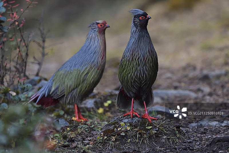 中国云南白马雪山自然保护区的两只血雉鸟图片素材