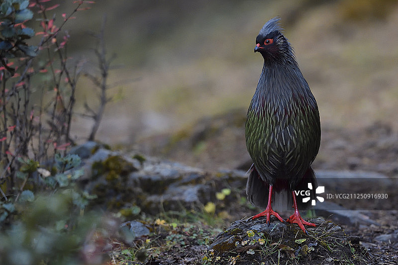 中国云南白马雪山自然保护区雄性血雉图片素材
