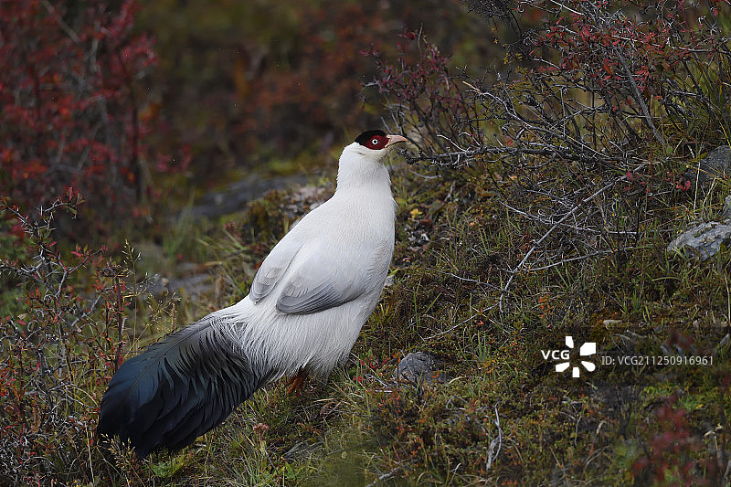 中国云南白马雪山自然保护区内的白马鸡图片素材