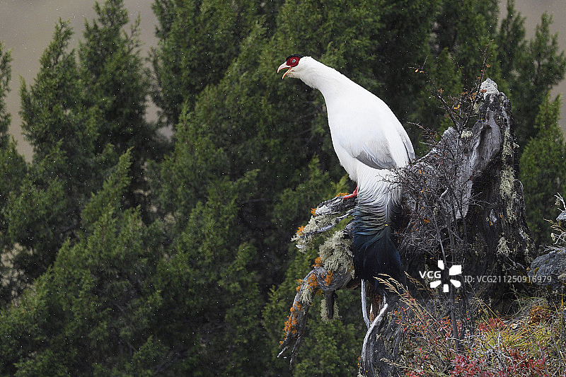 中国云南白马雪山自然保护区内的白马鸡图片素材