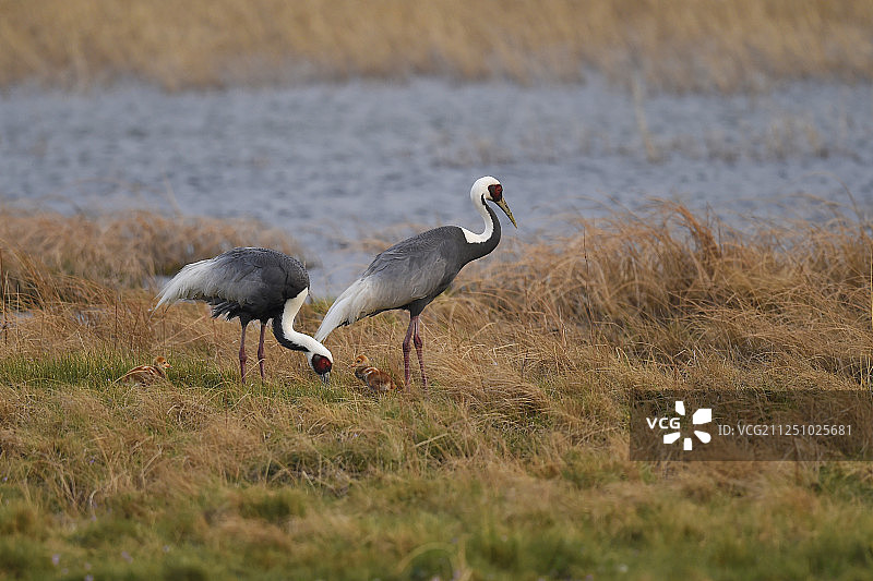 白枕鹤，内蒙古，中国图片素材