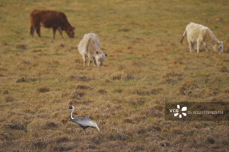 白枕鹤，内蒙古，中国图片素材