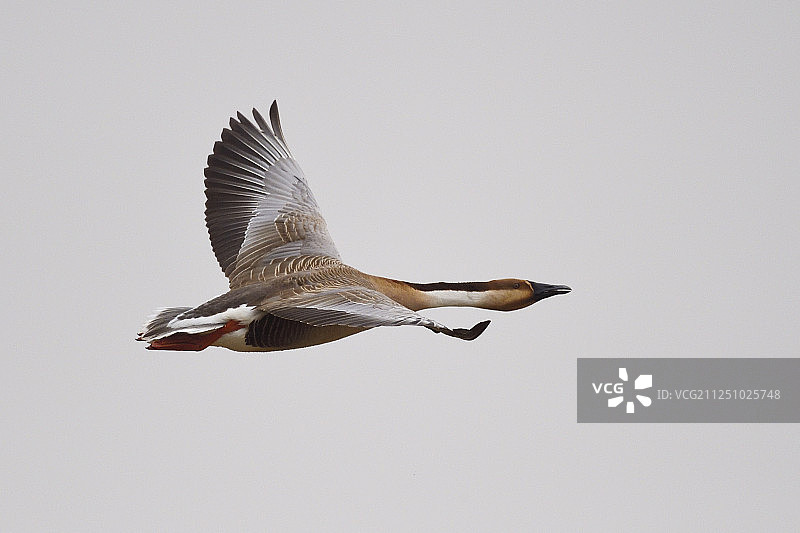 中国内蒙古的鸿雁图片素材