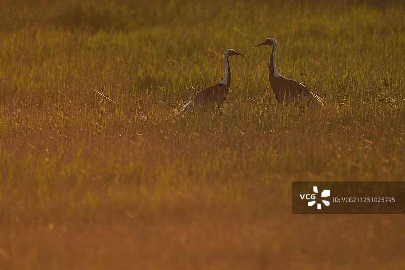 白枕鹤，内蒙古，中国图片素材