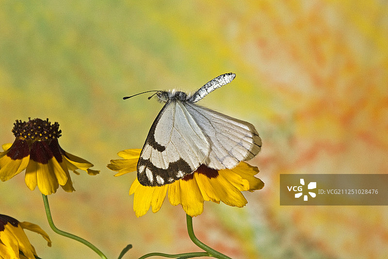 俄勒冈州喀斯喀特山脉野生印第安毯花上的松树白蝴蝶图片素材