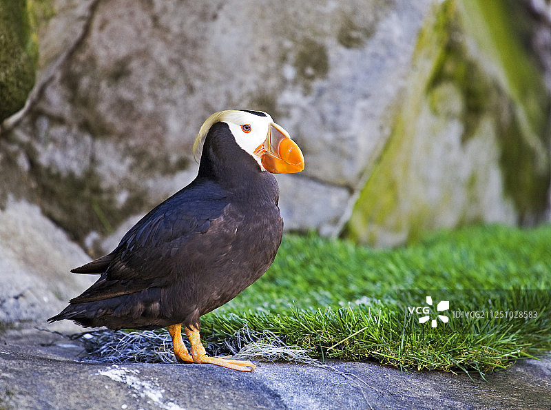 簇绒海雀在俄勒冈州太平洋沿岸的筑巢地图片素材