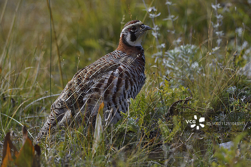 藏马鸡，玉树附近的山谷，青海，中国图片素材