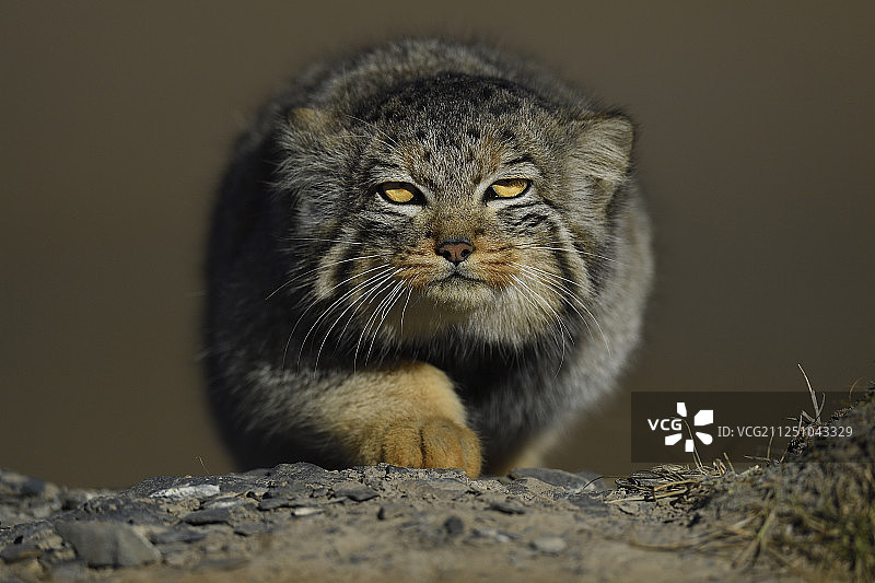 中国青海，海拔5000米的兔狲图片素材