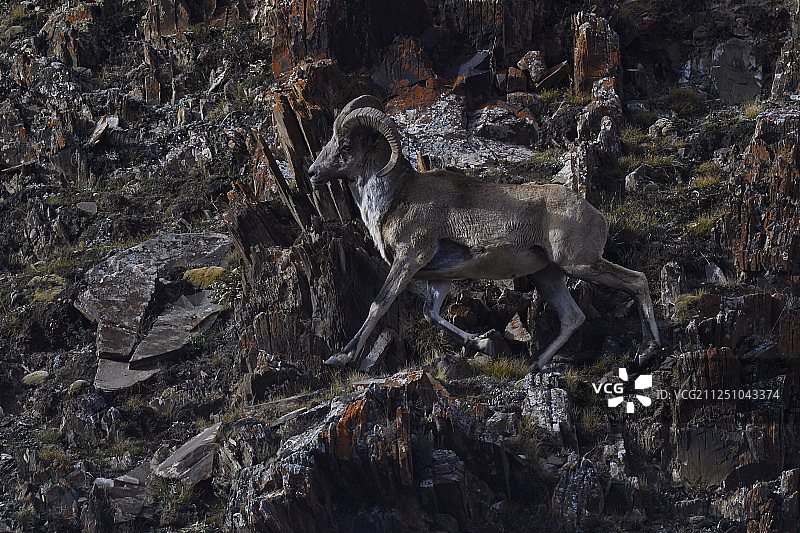 中国青海藏族聚居区，栖息在海拔较高的山地中的盘羊图片素材