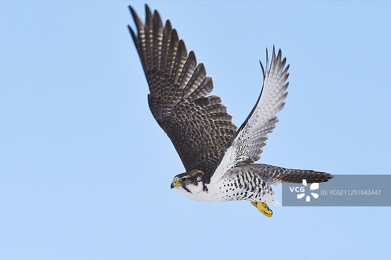猎隼，中国青海藏族聚居区图片素材