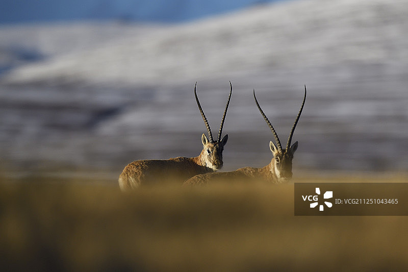 藏羚羊，中国青海图片素材