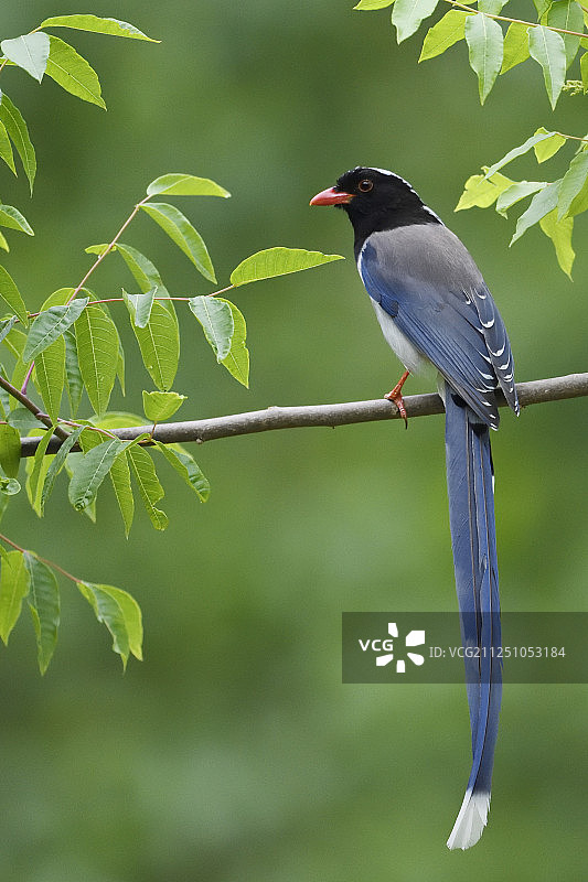 红嘴蓝鹊，陕西省洋县生物圈保护区，中国图片素材