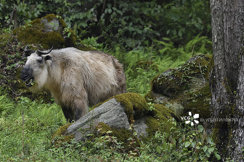 中国四川省青川县唐家河国家级自然保护区内的金色羚牛图片素材