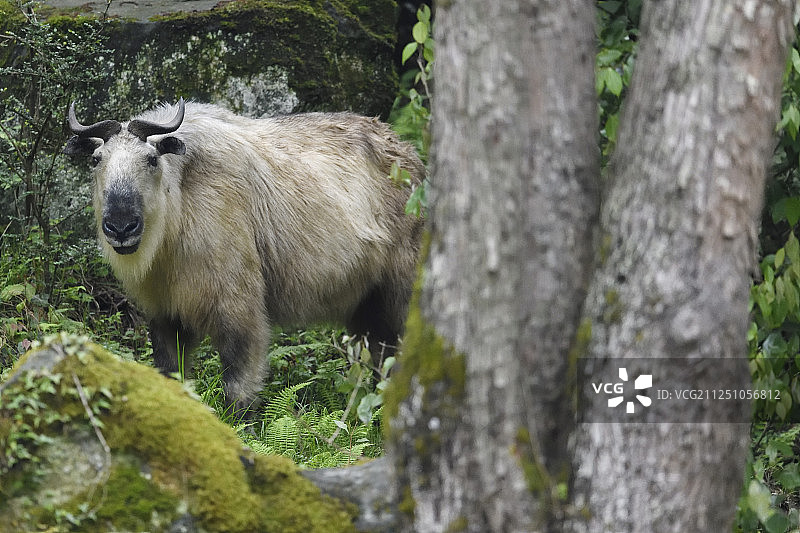 中国四川省青川县唐家河国家级自然保护区内的金色羚牛图片素材