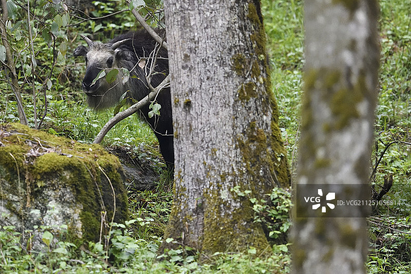 中国四川省青川县唐家河国家级自然保护区内的金色羚牛图片素材