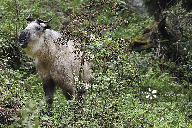 中国四川省青川县唐家河国家级自然保护区内的金色羚牛图片素材