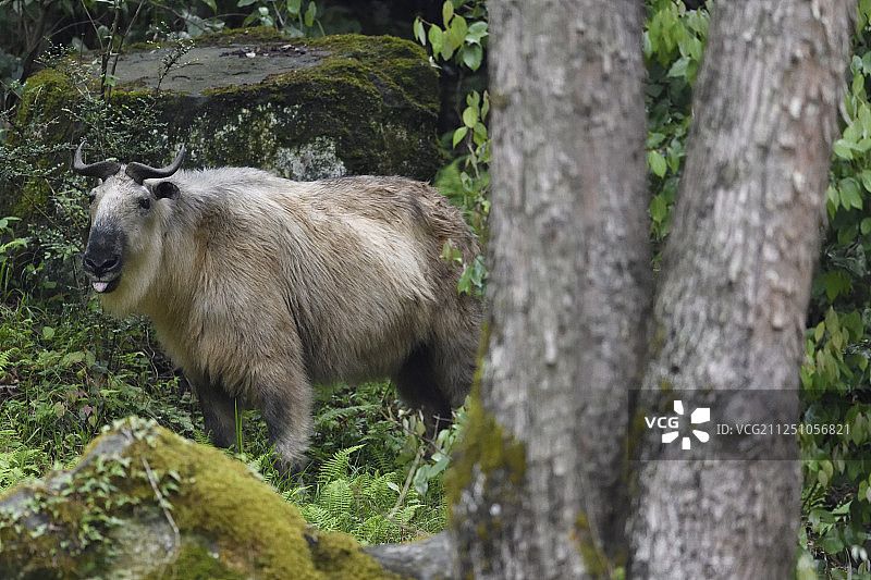 中国四川省青川县唐家河国家级自然保护区内的金色羚牛图片素材
