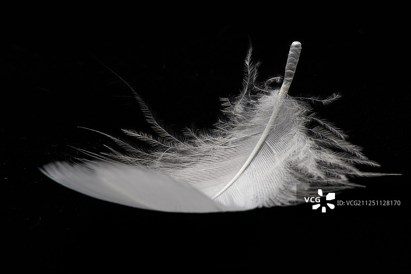 羽毛图片素材