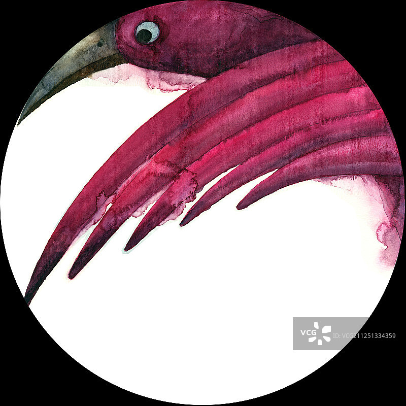 水彩手绘圆形图白背景可爱鸟类图片素材