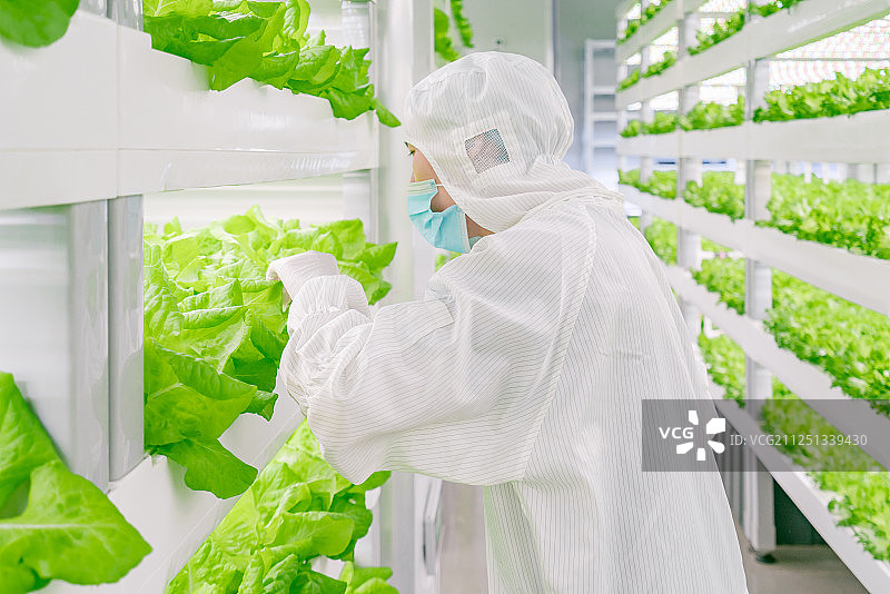 蔬菜实验室里的亚洲男子图片素材