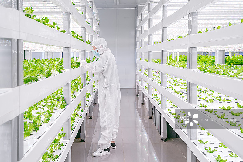 蔬菜实验室里的亚洲男子图片素材