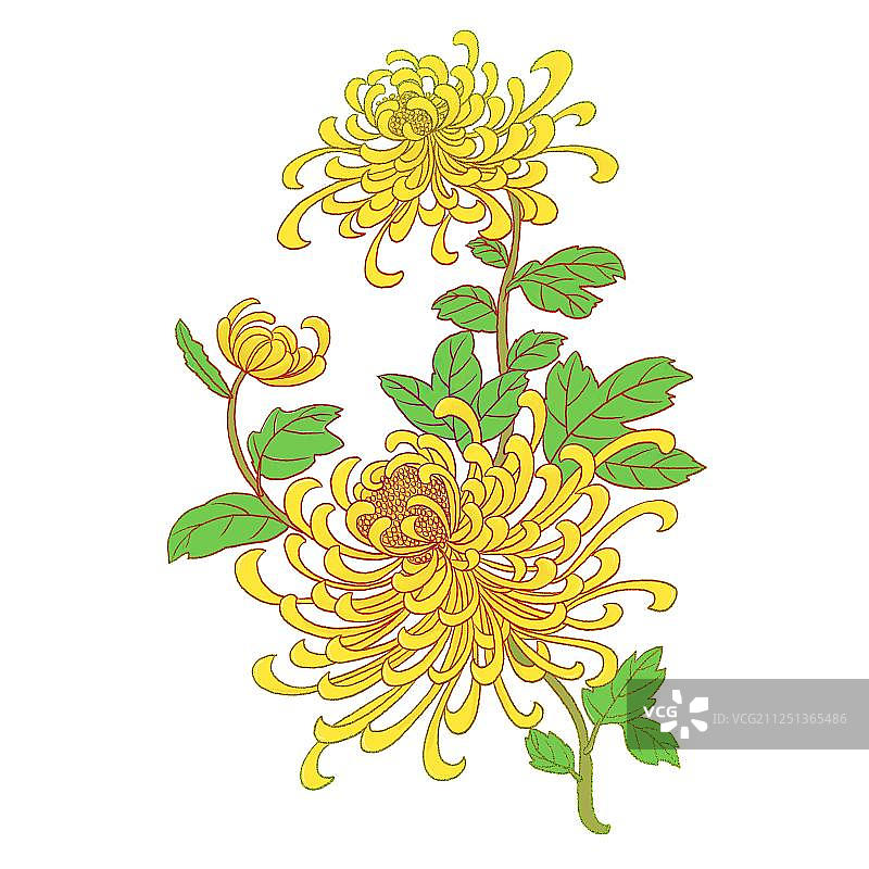 重阳长寿敬三朵菊花免扣插画元素图片素材