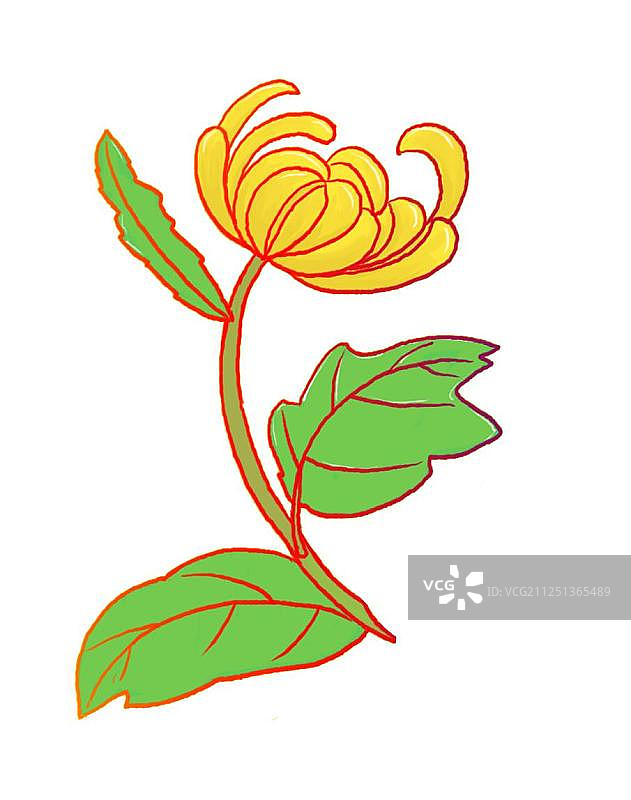 重阳长寿敬菊花免扣插画元素图片素材