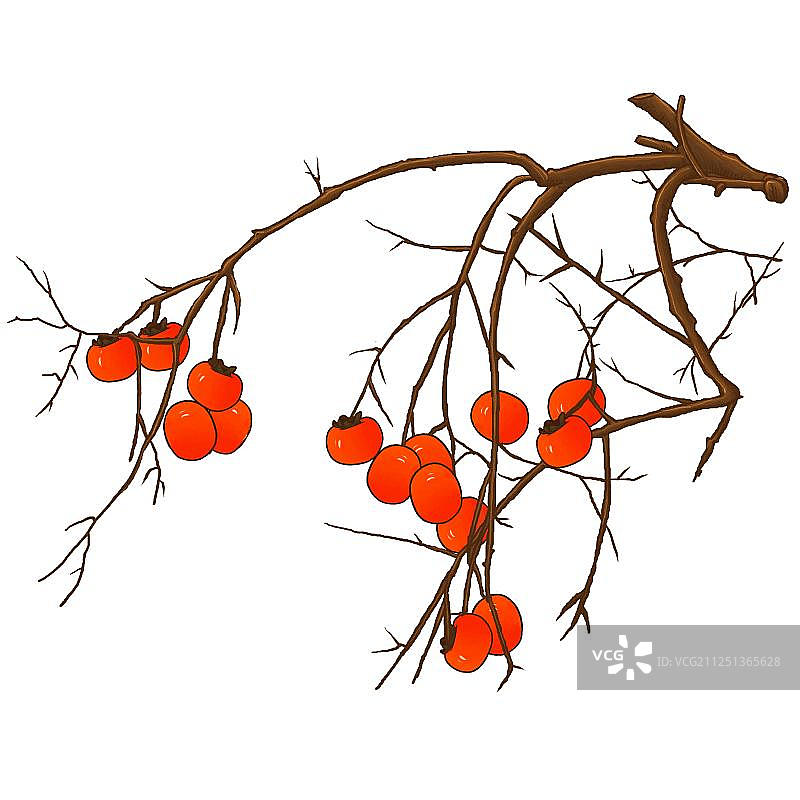 重阳节秋天红柿子红色柿子树免扣插画元素图片素材