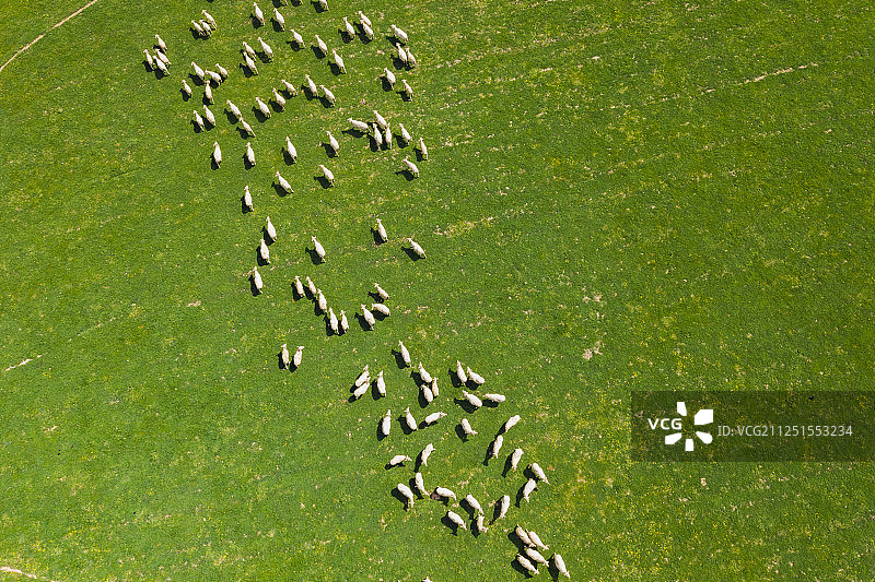 草坪上许多澳洲羊图片素材