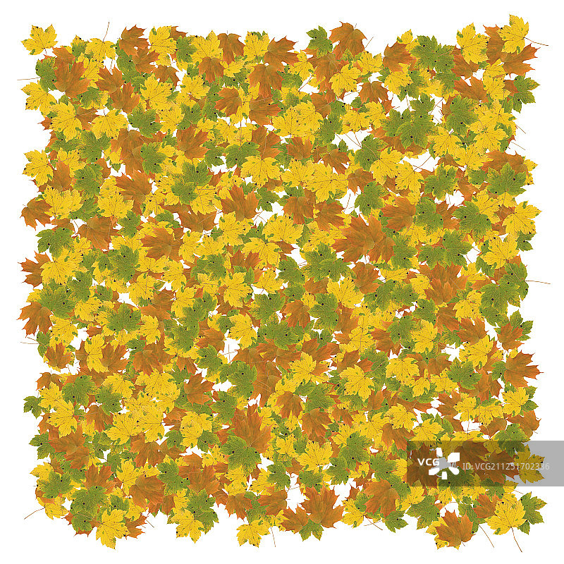 黄色绿色棕色的落叶铺满地面图片素材