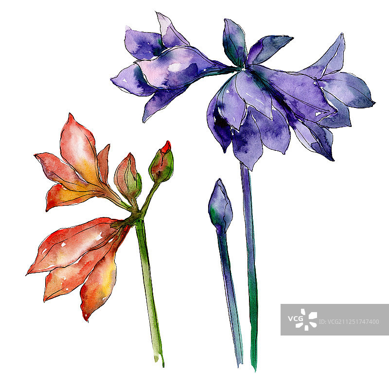 粉色和紫色孤挺花水彩背景图片素材