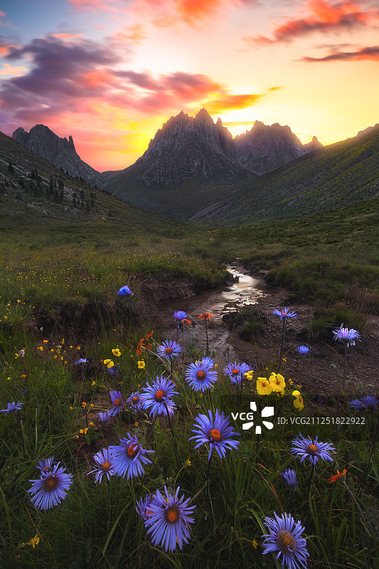 川西莲宝叶则花季图片素材