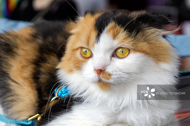 一只可爱的小猫咪图片素材