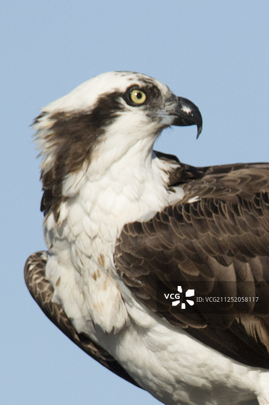 鹗的特写图片素材