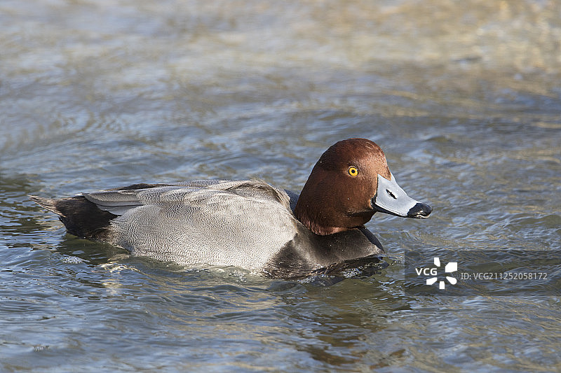 红头潜鸭（雄性）图片素材