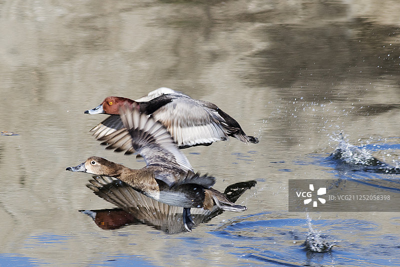 一对起飞的红头鸭图片素材