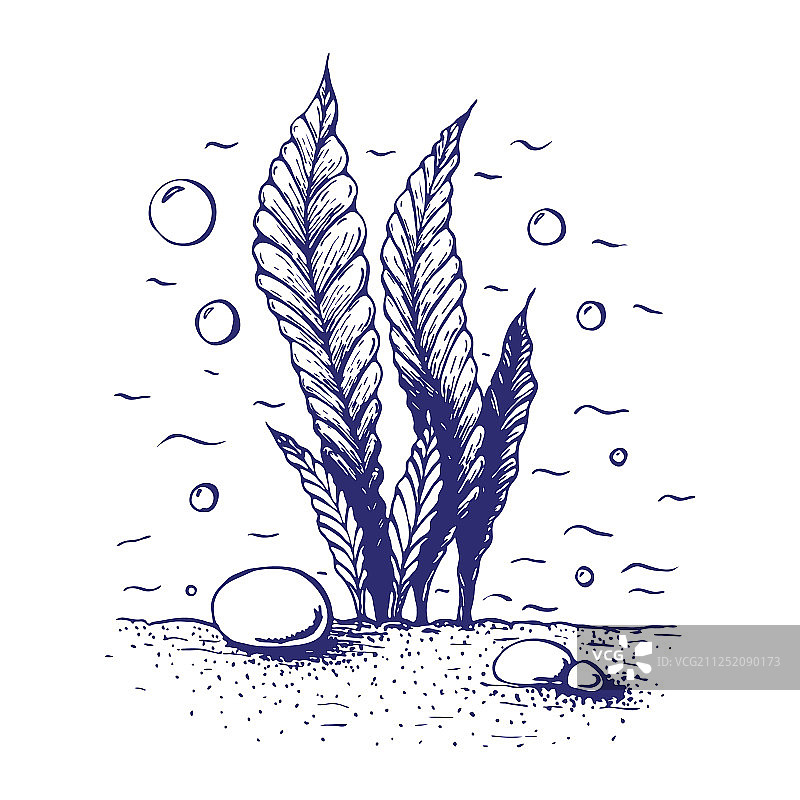 水墨手绘复古雕刻海洋海藻图片素材
