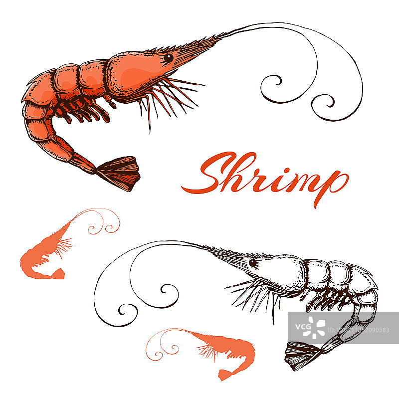 手绘雕刻墨水虾或对虾图片素材