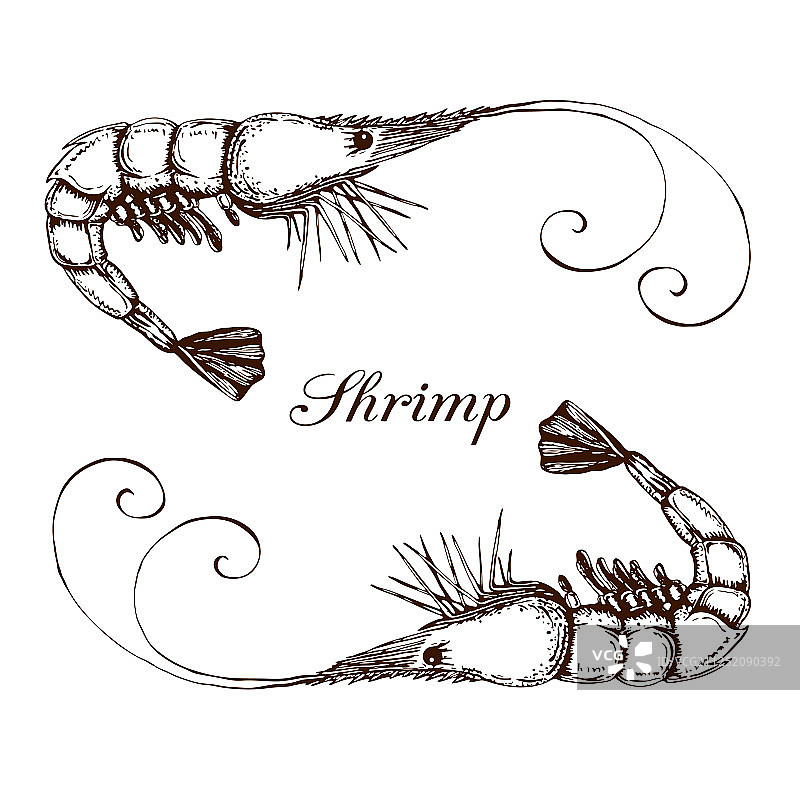 手绘雕刻墨水虾或对虾图片素材